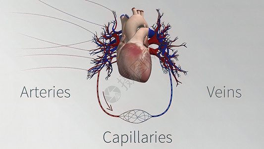 心血管系统的血管是心脏 动脉 毛细血管和静脉生物学解剖学横截面封锁身体白细胞红细胞压力药品动画背景图片
