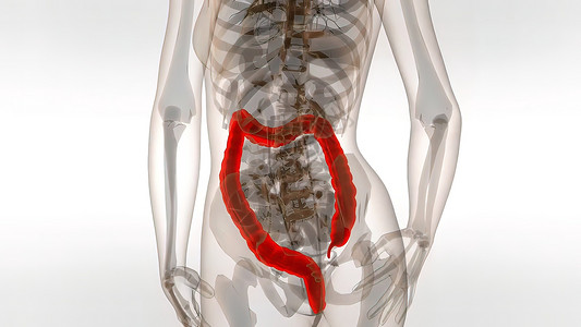 人类科朗3D医疗解剖健康器官生物学消化输尿管肌肉身体腹部肠胃男性图片
