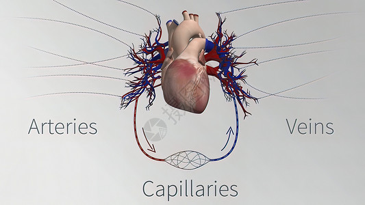 心血管系统的血管是心脏 动脉 毛细血管和静脉动画生物学白细胞主动脉细胞解剖学红细胞疾病药品横截面背景图片