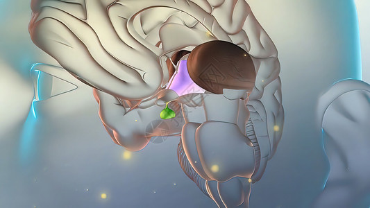 脑中释放激素神经元输卵管生物专注环形科学垂体头脑下丘脑药品背景