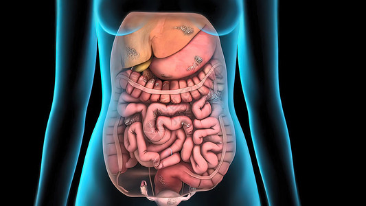 人体的小肠子衰竭了小肠损害疾病癌症药品疼痛食管生物学身体治疗图片