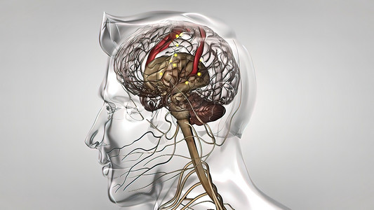 大脑插画具有神经脉冲的人类大脑 它转动 排列中枢活动生物能量脉冲网络火花科学细胞解剖学活力头脑背景