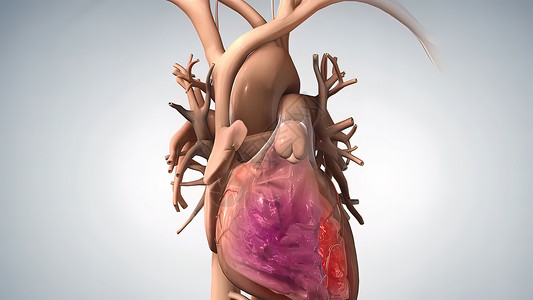 颤动解剖人类心脏插图视频动脉粥样硬化心脏病生理身体静脉科学肌肉主动脉流量背景