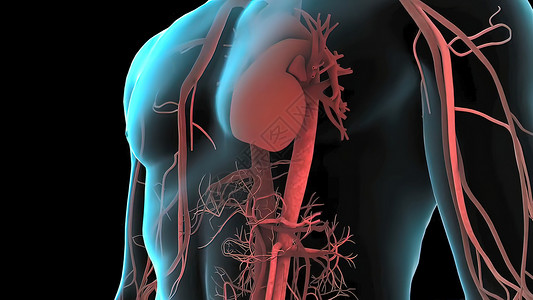 心脏冠状血管健康人类高清图片
