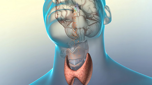 脑中释放激素神经元生物输卵管头脑科学生活甲状腺插图专注抑制背景图片