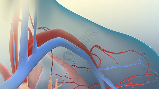 血管外科有三种血管 动脉 静脉和刺青 血浆解剖学神经居住医院科学卫生照片器官外科组织背景