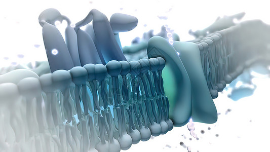 磷脂双分子层3d医疗插图分子后遗症脂类液体微生物学作用液泡毛孔显微镜结构背景