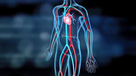 心脏和循环系统的循环系统心绞痛脉冲血管殴打脉动化学动脉瘤骨骼成人动脉硬化背景图片