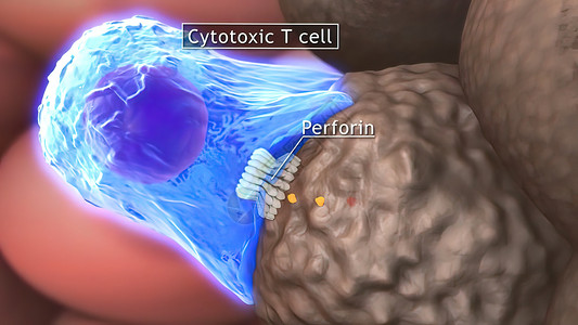 T细胞清扫肿瘤细胞人体医疗单细胞数字免疫系统生物图像倍率免疫学微生物背景图片