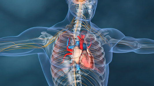 神经传导人的心脏 人的心脏模型 包括的充分的裁减路线 心脏解剖学心肌形态学科学手术系统动脉心房生物学保健人心背景