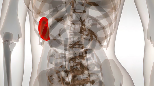 3d 人体脾病医学插图腹部尿液前列腺食管男性肾脏泌尿科渲染健康消化背景