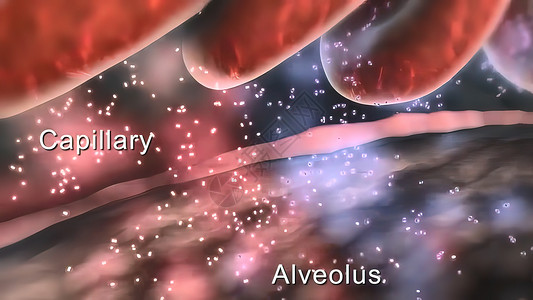 呼吸系统空气支气管气肿红色科学饱和动脉毛细管教育静脉图片