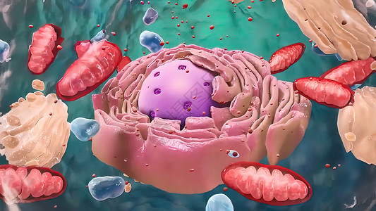 宝宝生物素材Eukaryaty细胞 核和有机体及脊柱的部件解剖学婴儿网状功能横截面仪器染色体器官生物核仁背景