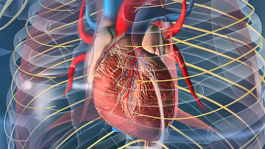 人的心脏 人的心脏模型 包括的充分的裁减路线 心脏解剖学左心传导科学动脉心房药品医疗主动脉间隔流量背景图片
