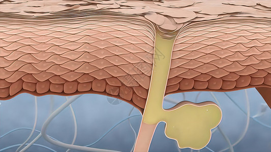 皮肤上堵塞的毛孔真皮解剖学危险宏观修辞损害女士渲染肤色阳光图片