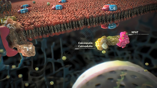黑色素细胞细胞蛋白质的组装和功能身体宫颈治疗癌症诊断生活病人卫生生长医学背景