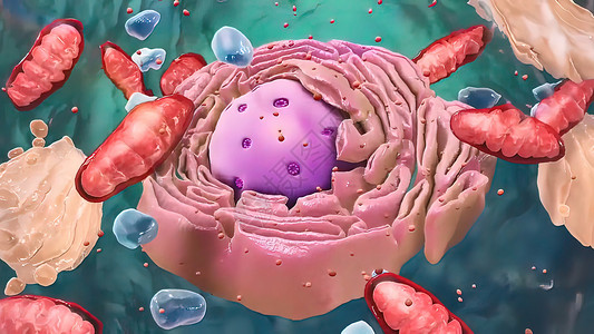 宝宝生物素材Eukaryaty细胞 核和有机体及脊柱的部件教育毛孔器官染色体动物药品身体仪器微生物学核仁背景
