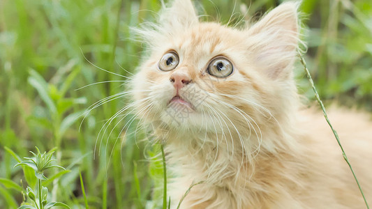 绿色眼睛小猫红毛小猫在绿色的草地上婴儿动物小狗眼睛好奇心猫科毛皮宠物条纹猫咪背景