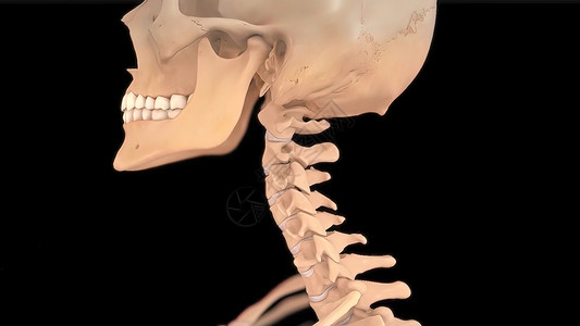 健康的脊柱系统和光盘系统疗法身体解剖学整脊颈椎病循环船只疼痛神经椎骨图片