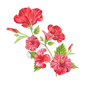 花朵喷画在白色背景上突出显示的一朵红色木槿花 水彩热带花卉逼真多彩花束与芙蓉 植物学 异国情调的热带花卉对象为您的海报 明信片设计假期问背景