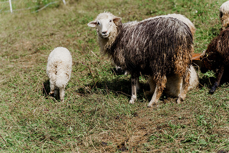 诙谐农场的绿地上有羊群和公羊 从牲畜中生产羊毛 山上放羊群毛皮皮毛山羊后代乡村羊圈舌头畜牧业羊肉宠物背景