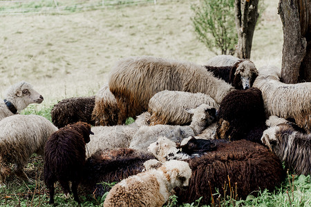 咩农场的绿地上有羊群和公羊 从牲畜中生产羊毛 山上放羊群绵羊毛皮农业皮毛后代母羊豆荚哺乳动物山羊宠物背景