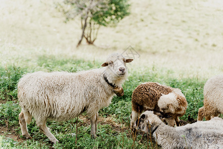 咩群羊在山上 农场绿色田野上的绵羊和公羊 从动物身上生产羊毛豆荚畜牧业后代羊肉羊圈哺乳动物山羊家畜宠物内存背景