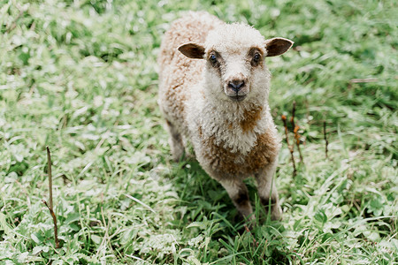 咩有趣的绵羊在绿色的田野上看着镜头 拥有美丽羊毛的快乐动物 绵羊和公羊生产羊毛 牛奶 奶酪的广告母羊哺乳动物农业皮毛乡村宠物后代羊背景