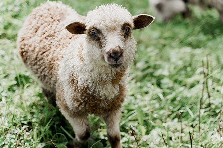 诙谐在绿色领域的滑稽的绵羊特写镜头 拥有美丽羊毛的快乐动物 绵羊和公羊生产的羊毛 牛奶和奶酪的广告皮毛母羊哺乳动物毛皮羊圈豆荚山羊农背景