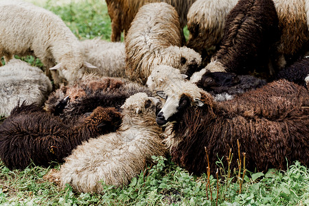 咩群羊在山上 农场绿色田野上的绵羊和公羊 从动物身上生产羊毛农业舌头乡村宠物哺乳动物后代畜牧业羊肉豆荚皮毛背景