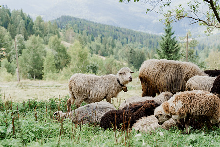 咩群羊在山上 农场绿色田野上的绵羊和公羊 从动物身上生产羊毛母羊豆荚山羊宠物毛皮畜牧业羊肉农业舌头羊圈背景