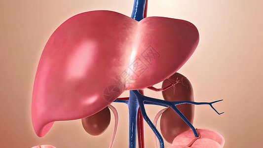 肝脏血管素材人体结构 人体器官 以肝脏为主的器官考试静脉生物学男人艺术动脉插图生活方式宏观药品背景