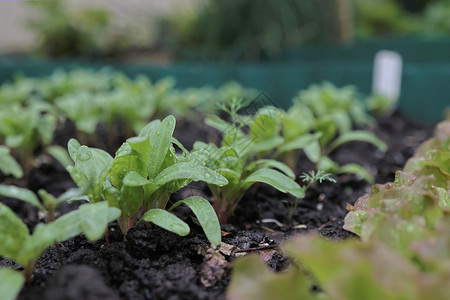 菜畦土生土长的健康饮食高清图片