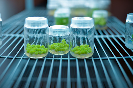 植物树脂组织培养 生物科学促进植物再生克隆细胞科学家光合作用测试技术盘子外植体生长营养背景