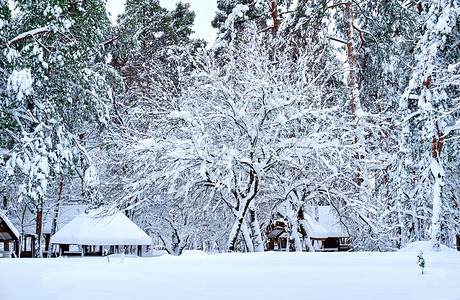 在寒冷的一天 树木 草地 小房子和冬季森林高清图片