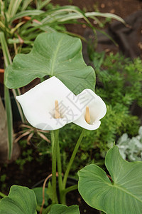 花  白色马蹄莲特写 有各种各样的绿色植物的温室 春天种植庄稼的概念植被叶子花店树叶环境保护植物热带零售栽培亲生物背景图片