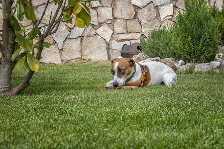 愚蠢用木棍在花园绿草地上玩耍的拉塞尔泰瑞尔动物宠物公园身体乐趣朋友猎犬犬类哺乳动物小狗背景
