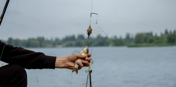 捕鱼 鱼钩钓鱼 选择性重点支撑渔民季节运动假期休息齿轮娱乐男性鲤鱼图片