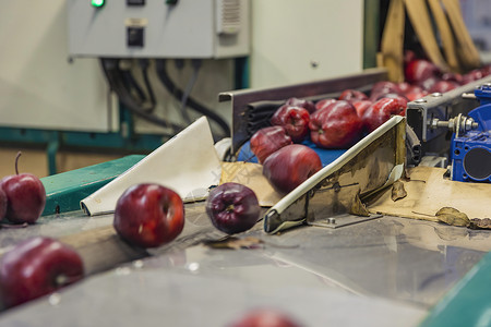 排序包装线上的红苹果小吃农业建筑机器植物木桌摄影健康运输生产背景