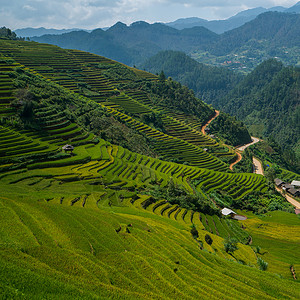 拉潘帕越南的田间稻田文化农村草地场地食物种植园收成季节阳台地标背景