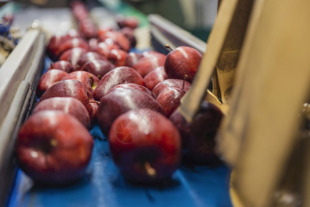 包装线上的红苹果薄荷健康美食水果机器树枝重量植物婴儿农业背景图片