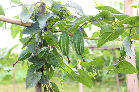 田里树上的尖牙膏宏观食物绿色农业动物漏洞收成热带生长植物图片