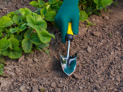用于在花园床上挖掘或铲铲土壤的小手菜园地修炼者高清图片素材