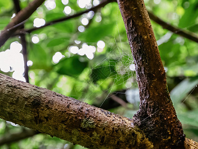 蜘蛛蜘蛛蜘蛛网 森林树枝上流着水滴图片