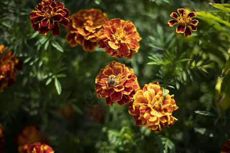 花园里的花朵 夏天的植物 绿色背景的花芽背景图片