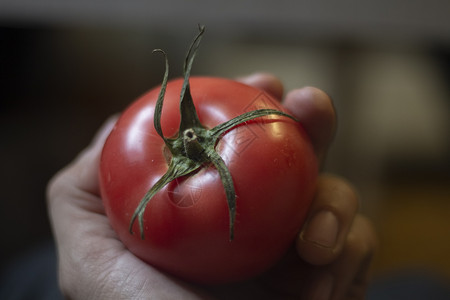 番茄在手 新鲜蔬菜 早餐是健康的食物图片