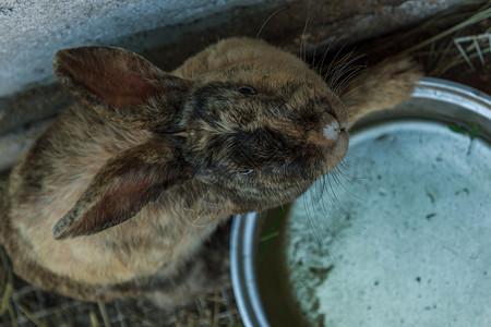 草毛农场野兔棕色动物背景图片