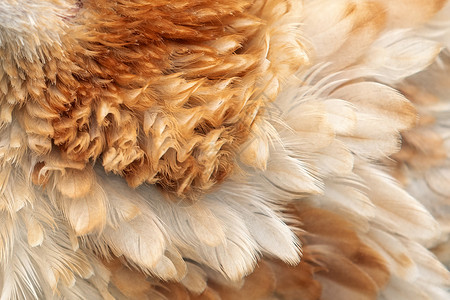 棕色鸡羽羽原颜色趋势色彩图案背景图片