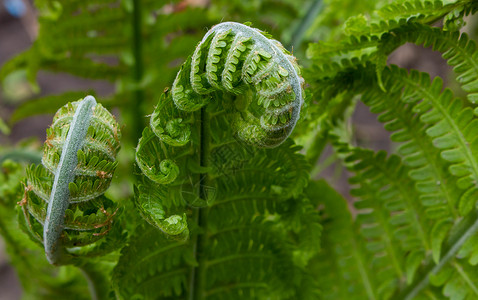 Matteuccia 的蕨类植物螺旋是蕨类植物的一个属 只有一个物种 俗名鸵鸟蕨 蕨菜蕨或羽毛球蕨叶子花园森林生活圆圈树叶植物群背景图片