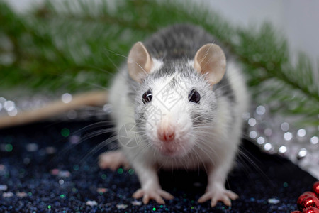老鼠生肖即将离任的 2020 年的象征是一只金属银鼠 有趣的圣诞动物 宠物鼠 中国十二生肖 东方星座背景